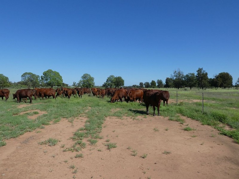 Goondiwindi QLD 4390
