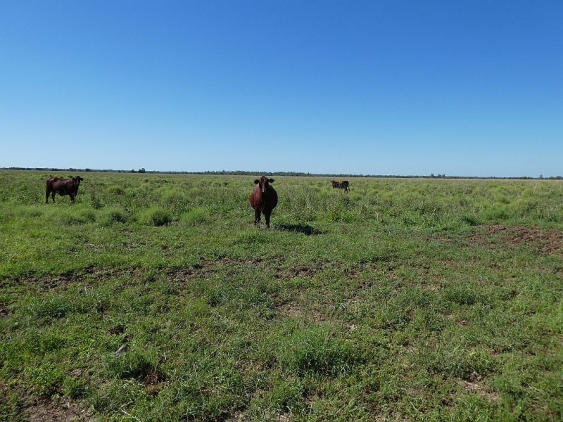 Goondiwindi QLD 4390