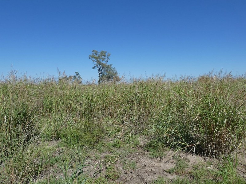 Goondiwindi QLD 4390