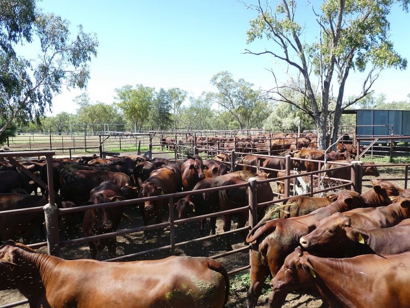 Goondiwindi QLD 4390