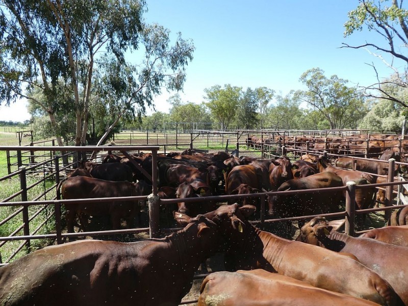 Goondiwindi QLD 4390