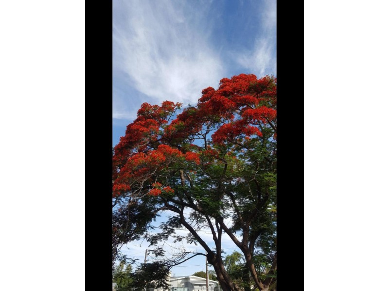 85 Callandoon Street, Goondiwindi QLD 4390