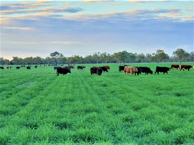 Goondiwindi QLD 4390