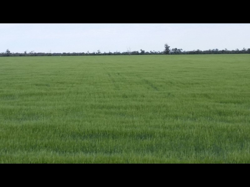 Goondiwindi QLD 4390