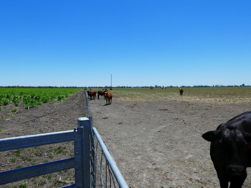 Goondiwindi QLD 4390