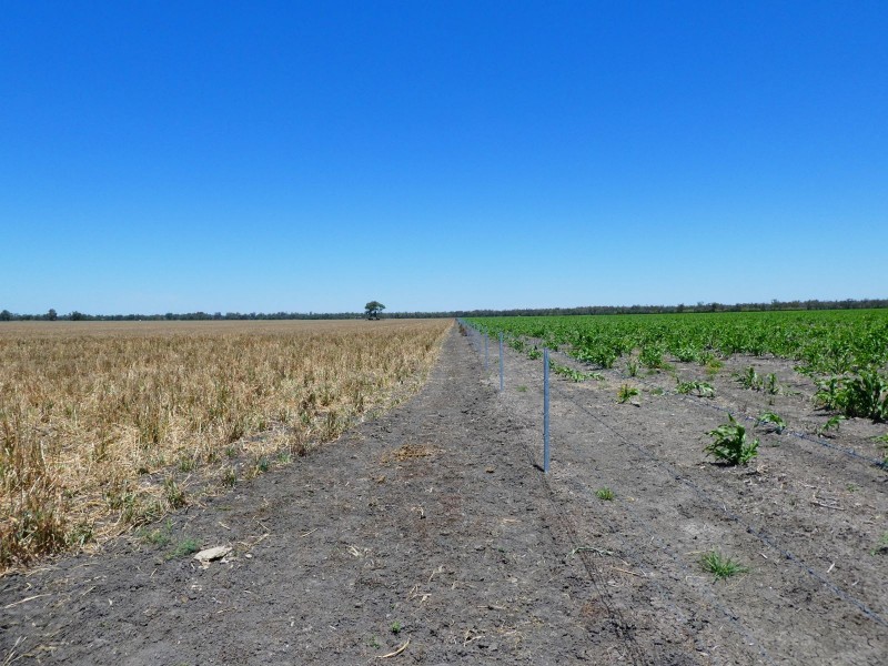 Goondiwindi QLD 4390