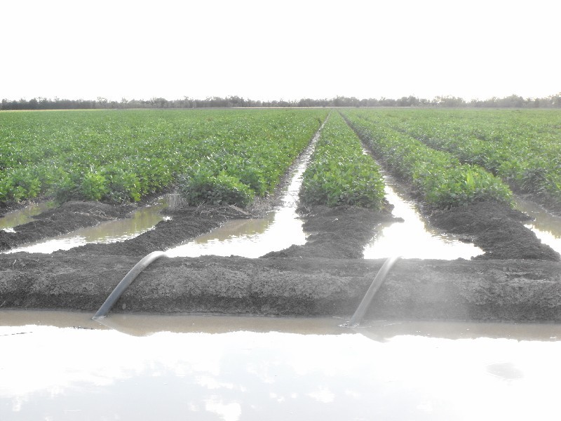 Goondiwindi QLD 4390