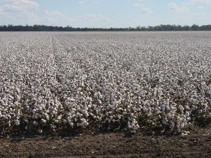 Goondiwindi QLD 4390