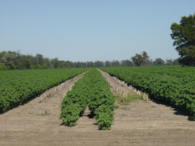 Goondiwindi QLD 4390