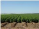 Goondiwindi QLD 4390