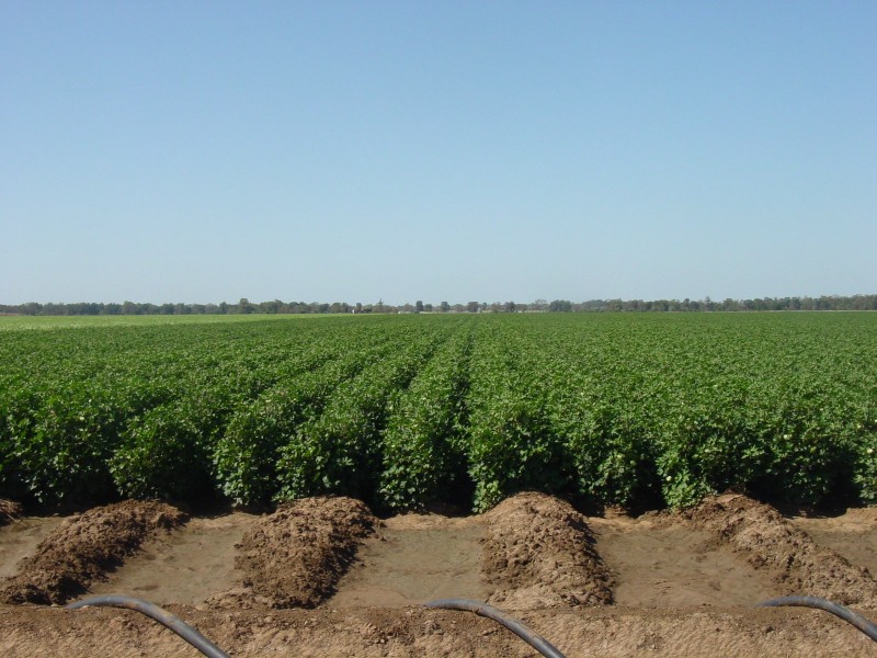 Goondiwindi QLD 4390