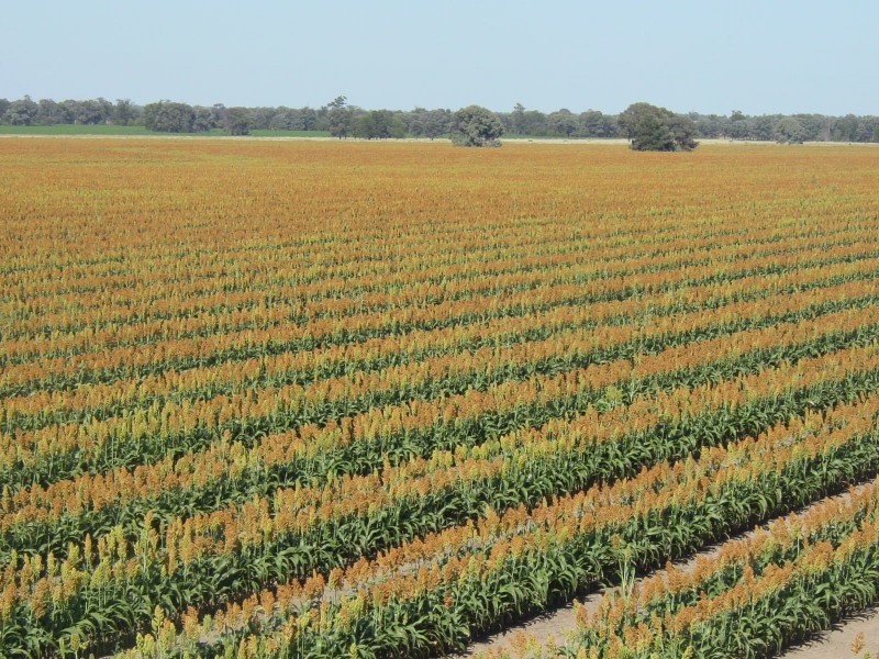 Goondiwindi QLD 4390