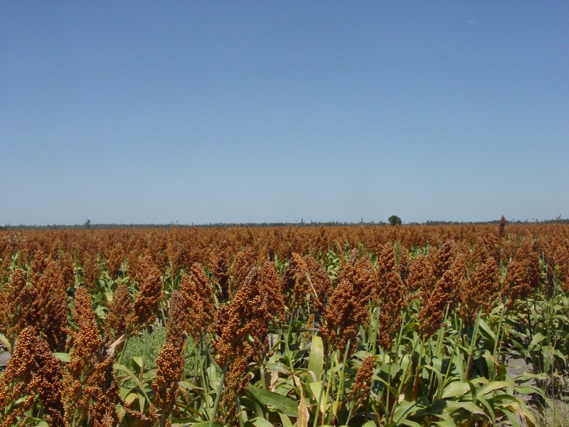 Goondiwindi QLD 4390