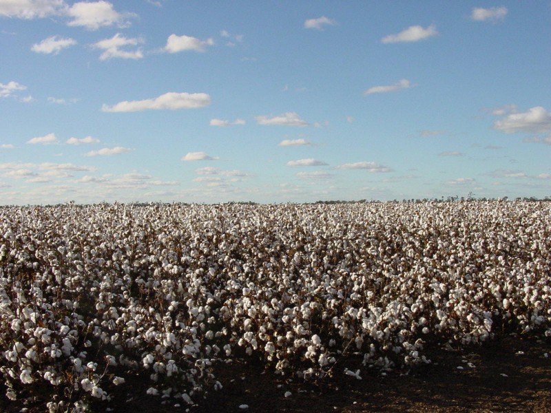 Goondiwindi QLD 4390