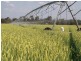 Yelarbon QLD 4388