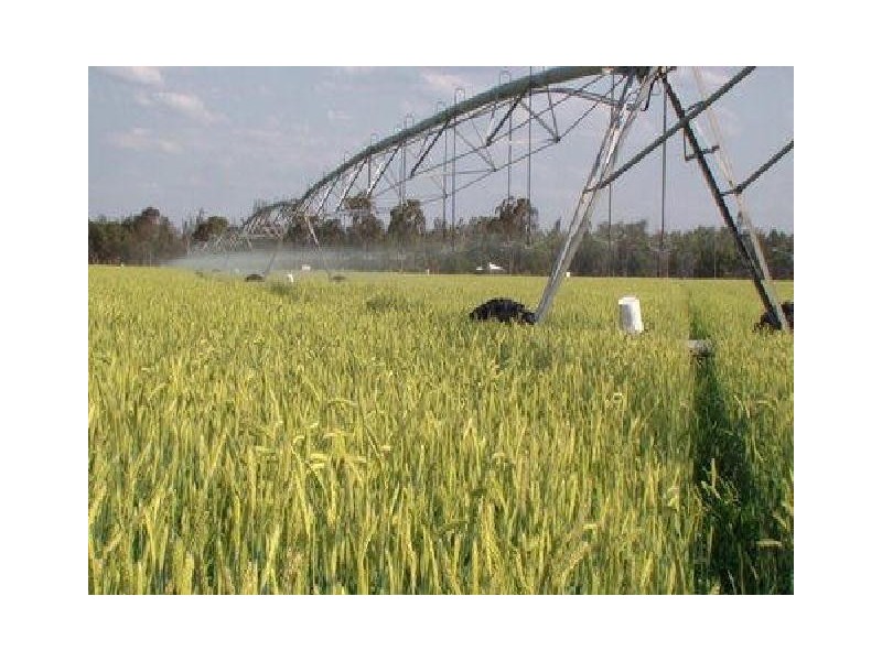 Yelarbon QLD 4388
