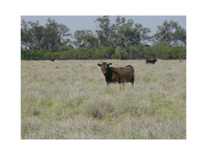 Goondiwindi QLD 4390