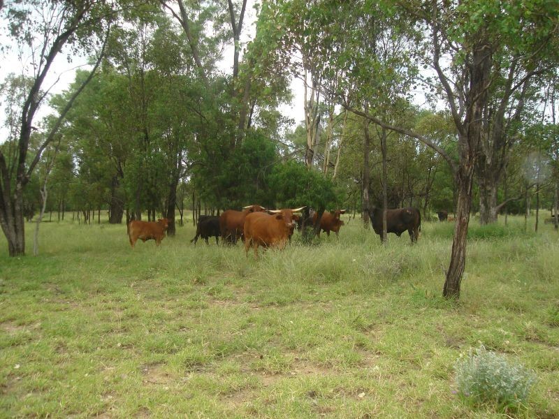 Goondiwindi QLD 4390