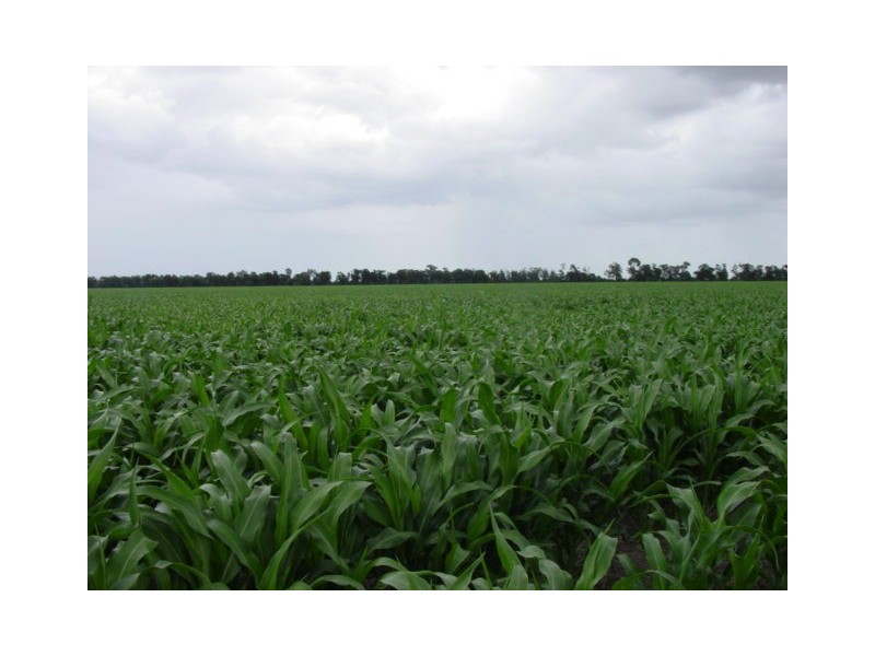 Goondiwindi QLD 4390