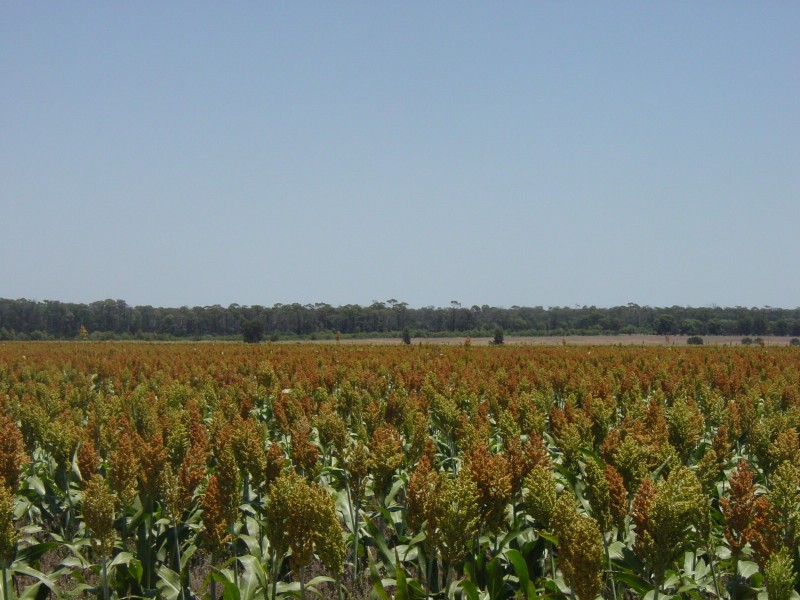 Goondiwindi QLD 4390