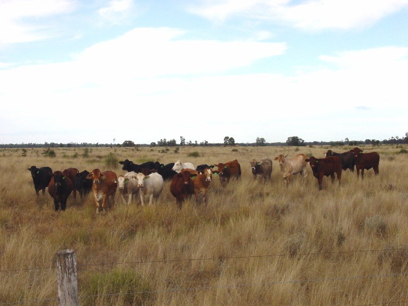 Goondiwindi QLD 4390