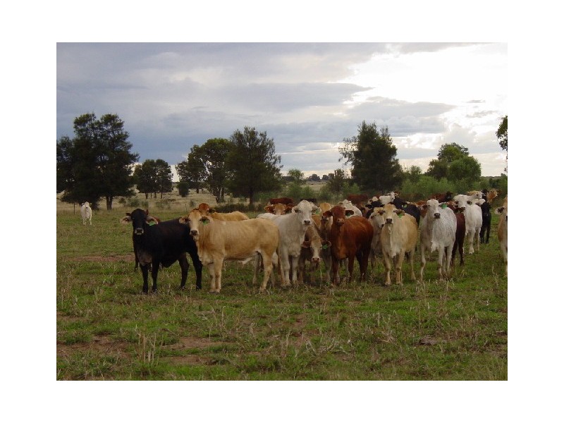 Goondiwindi QLD 4390