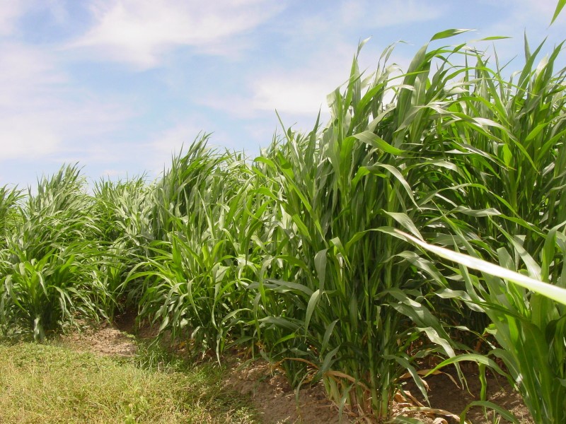 Goondiwindi QLD 4390