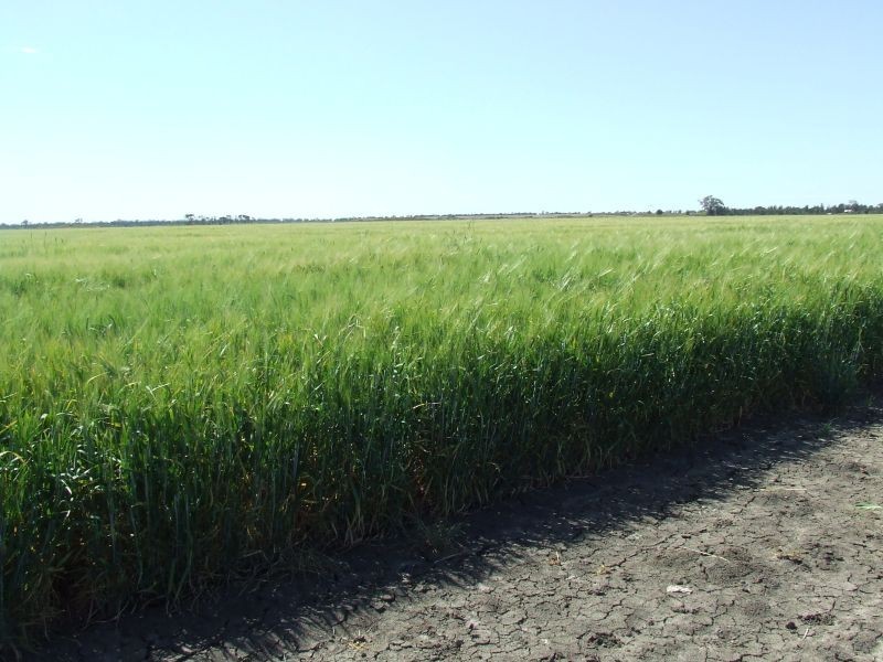 Goondiwindi QLD 4390