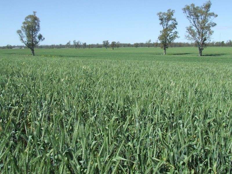 Goondiwindi QLD 4390