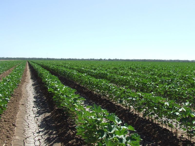 Goondiwindi QLD 4390