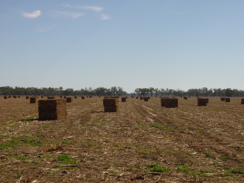 Texas NSW 4385