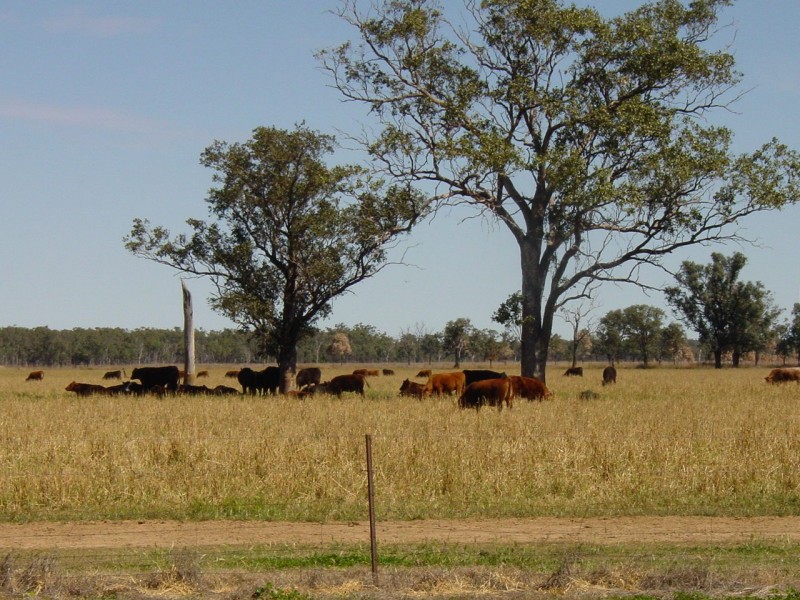 Texas QLD 4385
