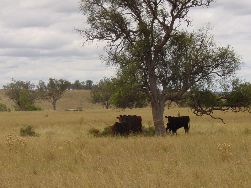 L20 Hollybrook road, Warroo QLD 4387