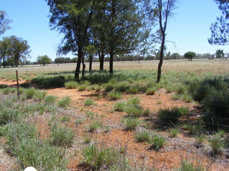 4530 Balonne Highway, St George QLD 4487