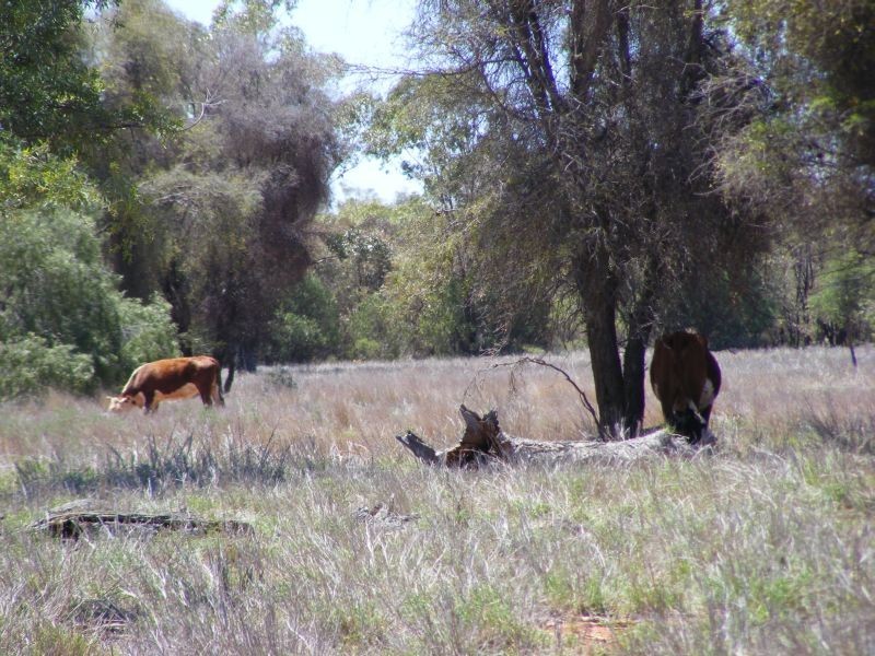 4530 Balonne Highway, St George QLD 4487