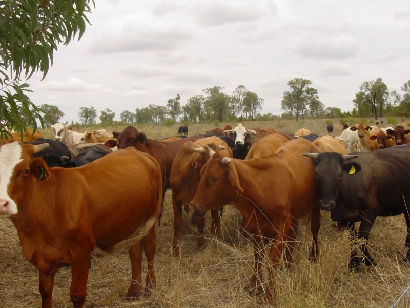 4085 Tarwoona Road Texas, Goondiwindi QLD 4390