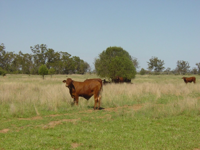 Goondiwindi QLD 4390