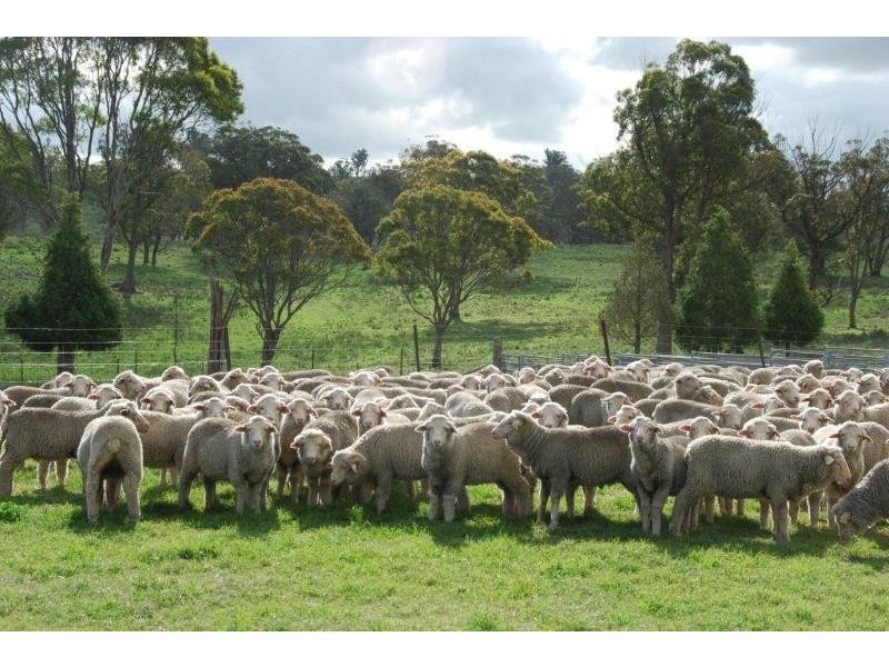 536 Blue Mountain Road, Walcha NSW 2354