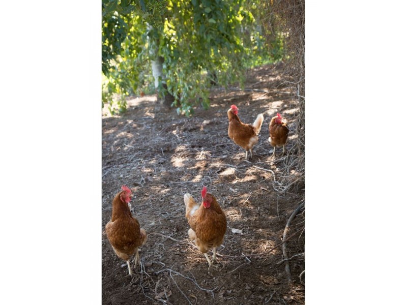 Goondiwindi QLD 4390