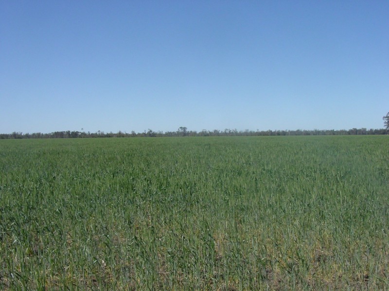 Goondiwindi QLD 4390
