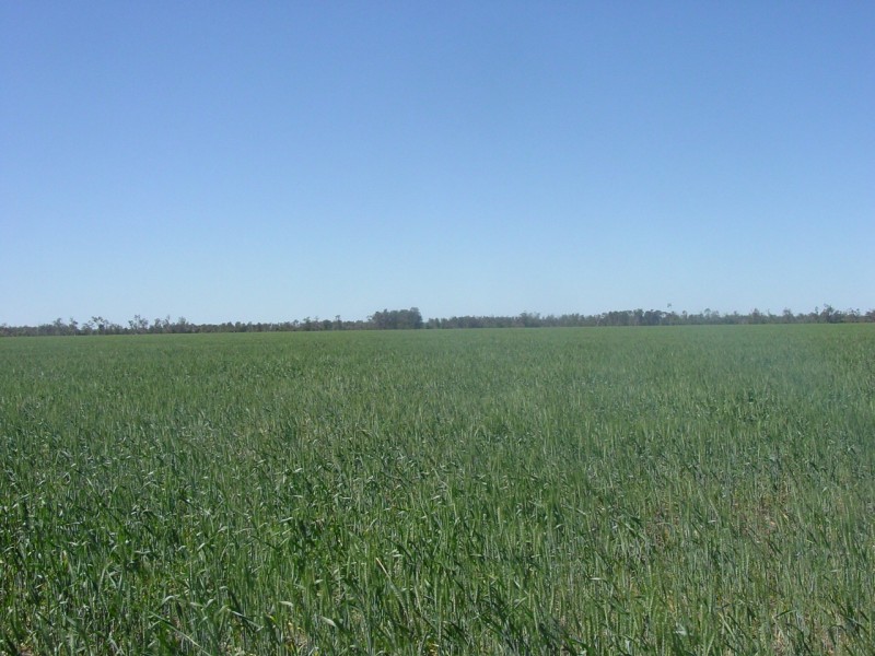 Goondiwindi QLD 4390