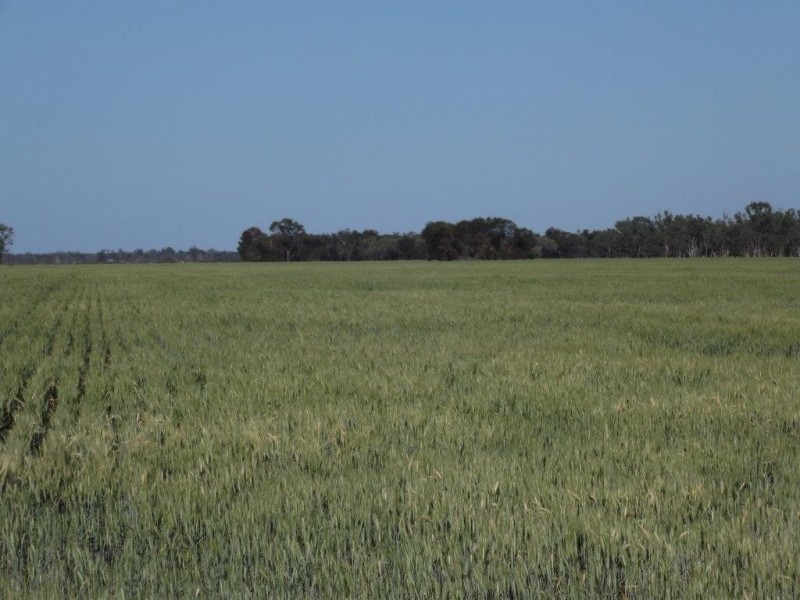 Goondiwindi QLD 4390