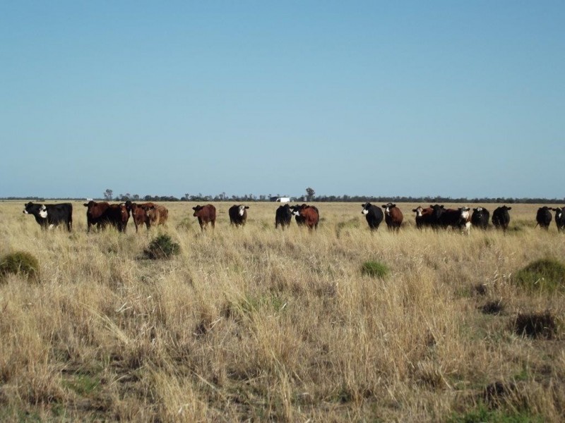 Goondiwindi QLD 4390