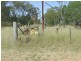 1553 Wyaga Road, Wondalli QLD 4390
