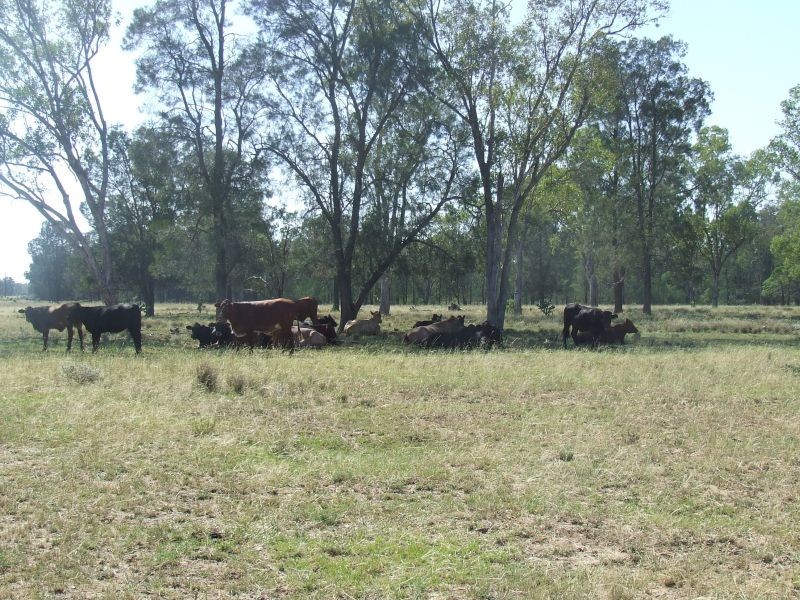 1553 Wyaga Road, Wondalli QLD 4390