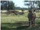 1553 Wyaga Road, Wondalli QLD 4390