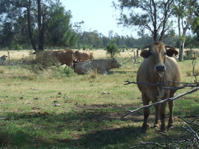 1553 Wyaga Road, Wondalli QLD 4390