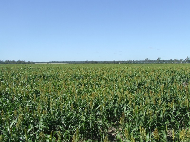 5376 Texas-Yelarbon Road, Glenarbon QLD 4385