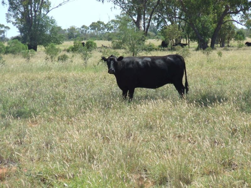 Dirranbandi QLD 4486