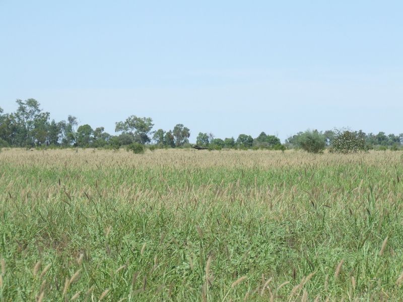 Dirranbandi QLD 4486